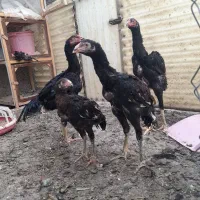 خروس لاری ۷ماهه ومرغ۷ماهه