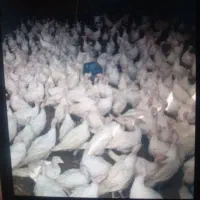 ۱۵ راس بوقلمون