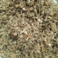 پیاز زعفران نقره بدون ذره ای خاک