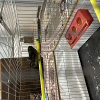 قناری نر شور نگرو