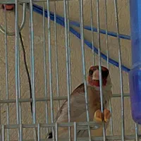 سهره نر بخون|پرنده|کوهدشت, |دیوار