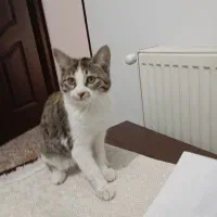 گربه ماده|گربه|قم, پردیسان|دیوار