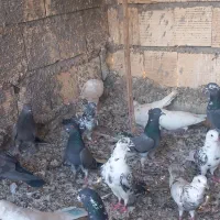 سلام دوستان کفتر چ ا ه س ت ان|پرنده|تخت, |دیوار