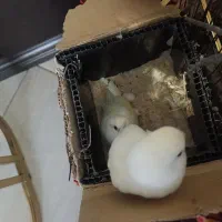 یک جفت نر و ماده طوطی برزیلی آلبینو|پرنده|ملایر, |دیوار