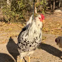 ۲تا خروس گلین لری