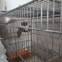 فنج کینگ سهره گلبسر سینه سرخ کبوتر گلدین برزیلی|پرنده|سمنان, |دیوار