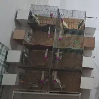 همه رقم عروس مولد