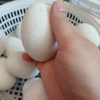 تخم  غاز نطفه دار