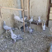 ۲۳ تا کفتر فروشی