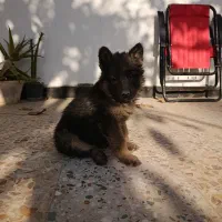 توله ژرمن موبلندبلک و دورنگ