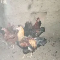 سلام|حیوانات مزرعه|چناران, |دیوار