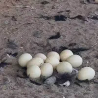 تخم شترمرغ