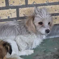 واگذاری سگ پا کوتا با توله ماده