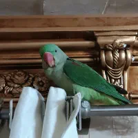 شاه طوطی زیبا با وسایل