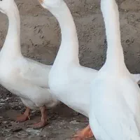 تخم قو غاز و غاز و غاز مولد|حیوانات مزرعه|گلوگاه, |دیوار