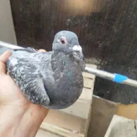 کفتر پرشی|پرنده|فردیس, طالقانی|دیوار