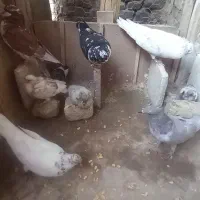 فروش تعدادی کبوتر