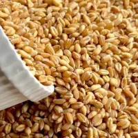 بذر گندم پیشگام
