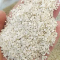 نیم دانه کشت دوم طارم هاشمی شمال