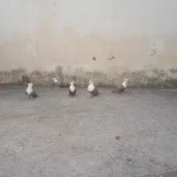 کبوتر کله سفید
