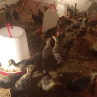 جوجه بوقلمون