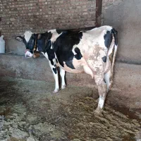 گاو شکم اول 25کیلو شیر