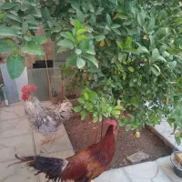 خروس و جوجه لاری|حیوانات مزرعه|شیراز, شهرک مهدی‌آباد|دیوار