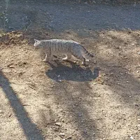 گربه پیدا شده|حیوانات|فولادشهر, A6|دیوار