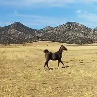 کره نریان|اسب و تجهیزات اسب‌سواری|کرمانشاه, |دیوار