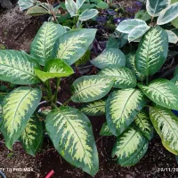 انواع گلهای اپارتمانی فروش بدلیل تغییر شغل|گل و گیاه طبیعی|لاهیجان, لیالستان|دیوار