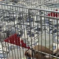 سهره نر|پرنده|شیراز, گلشن|دیوار