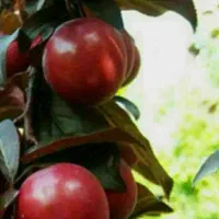 ارائه نهال های تجاری و کمیاب گوجه قرمز آمریکایی|خدمات باغبانی و درختکاری|شبستر, |دیوار