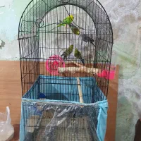 مرغ عشق|پرنده|مشهد, طلاب|دیوار