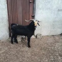بز نر تخمی