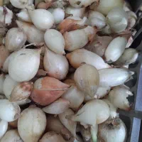پیاز غده زرد ریو براوو شرکت کارینو شیراز