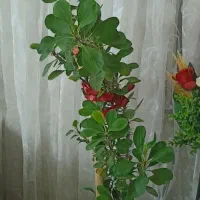 گل کاکتوس تزیینی طبیعی قیمت ۵۵۰۰۰۰ تومان