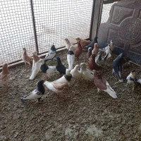 فروش کبوتر|پرنده|وحدتیه, |دیوار