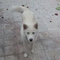 سک میکس سامویید|سگ|سبزوار, زینبیه|دیوار