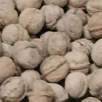 حدود ۷۰۰ کیلو گردو