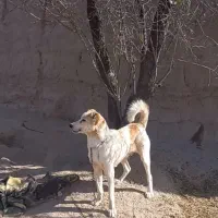 حیوان سگ|سگ|آبکوه, |دیوار