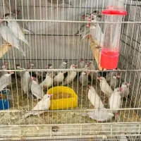 واگذاری  پرنده ی شما|پرنده|قم, پردیسان|دیوار