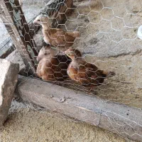 جوجه محلی نژاد دار