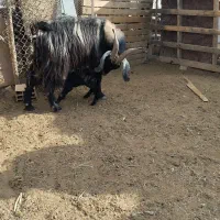 دو عدد بزکهره دار،کهره پاکستانی