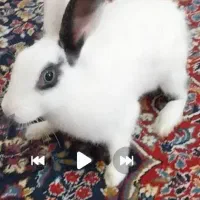 خرگوش بازی گوش