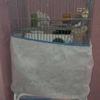 عروس هلندی سخنگو