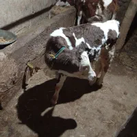 گاو|حیوانات مزرعه|مهربان, |دیوار