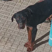 سگ ژرمن بلک نژاد اصیل سگ دوبرمن اصیل