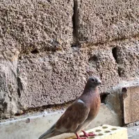 یک جفت کبوتر