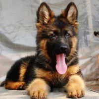 توله سگ ژرمن شولاین کینگ سایز