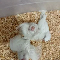 جوجه راهب سفیدوسبز ابی